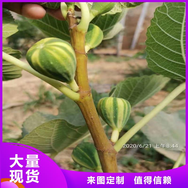 无花果棠梨苗精品选购