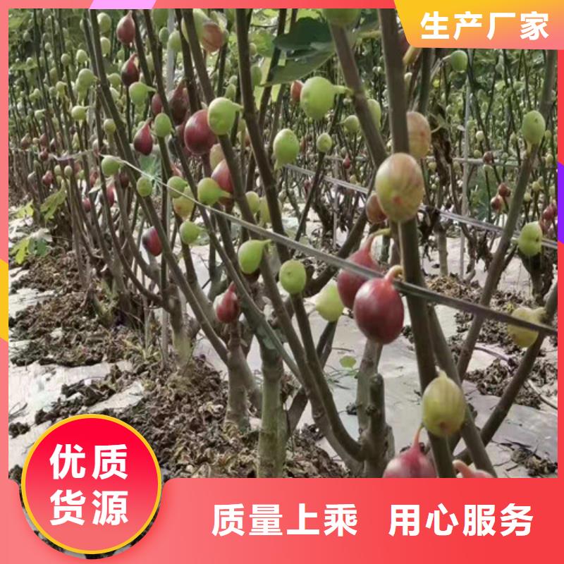 【无花果】大金星山楂苗厂家拥有先进的设备