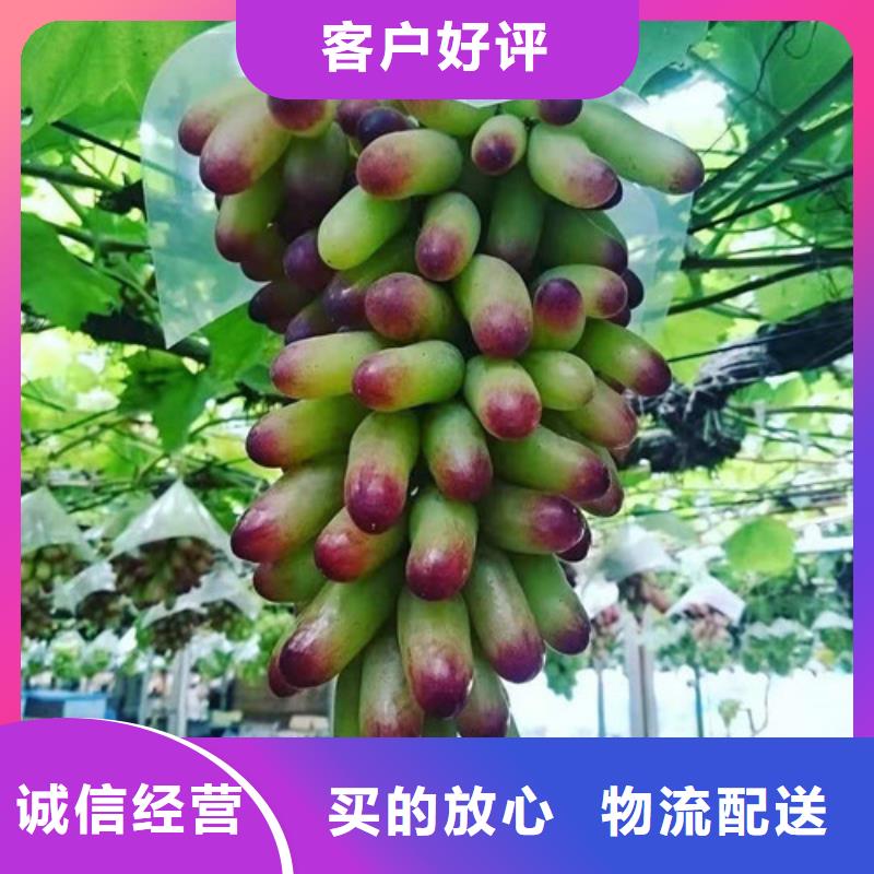 【葡萄-苹果苗诚信经营质量保证】