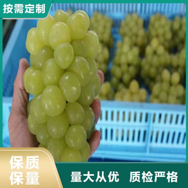 葡萄樱桃树苗价格地道