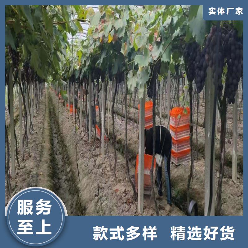 【葡萄草莓苗质优价廉】