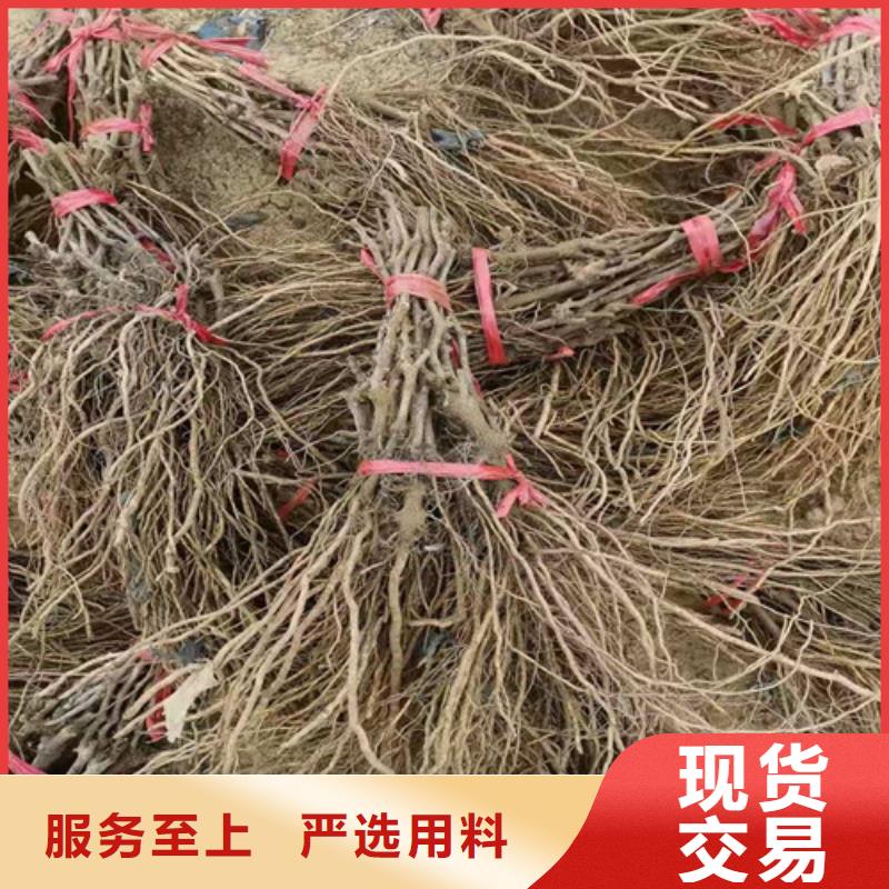 葡萄_油蟠7-7工厂价格