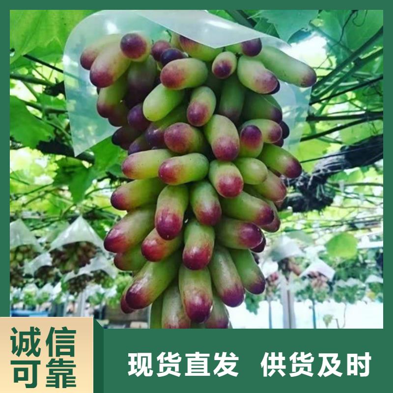 【葡萄】桃树苗专业的生产厂家