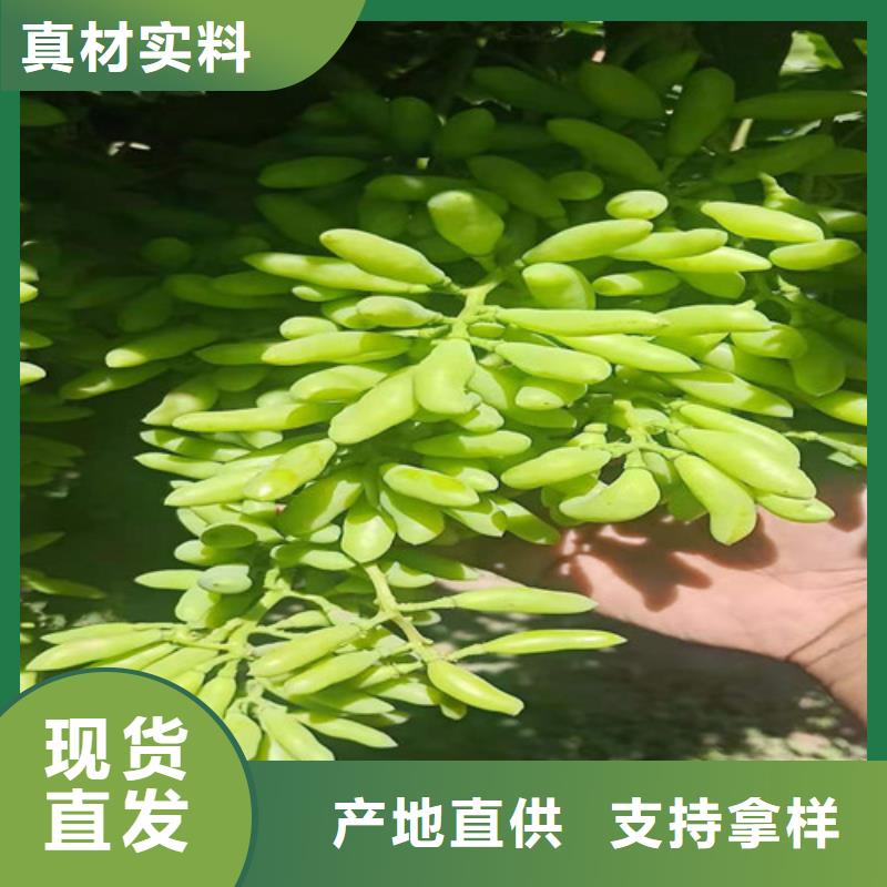 【葡萄-苹果苗诚信经营质量保证】