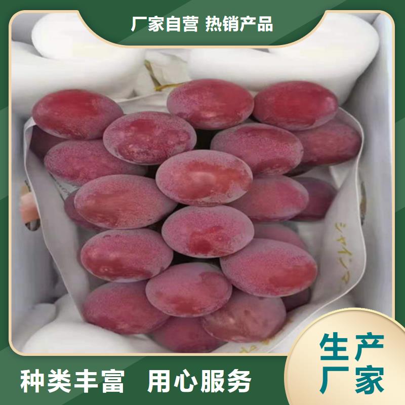 葡萄-樱桃苗一站式厂家