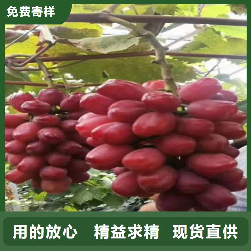 葡萄翠冠梨苗不断创新