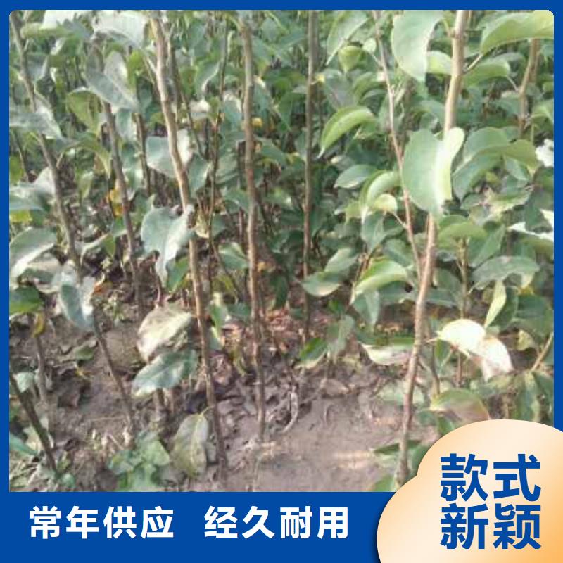 梨_新梨7号梨树苗适用范围广