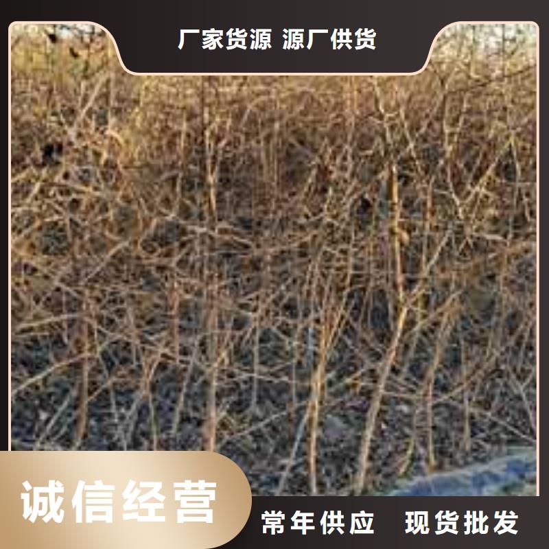 杜梨皇冠梨树苗诚信可靠