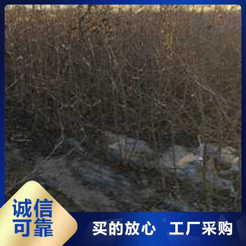 杜梨梨树苗基地客户好评