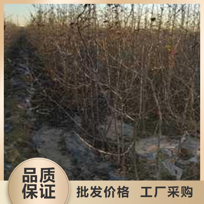 杜梨海棠苗好品质经得住考验