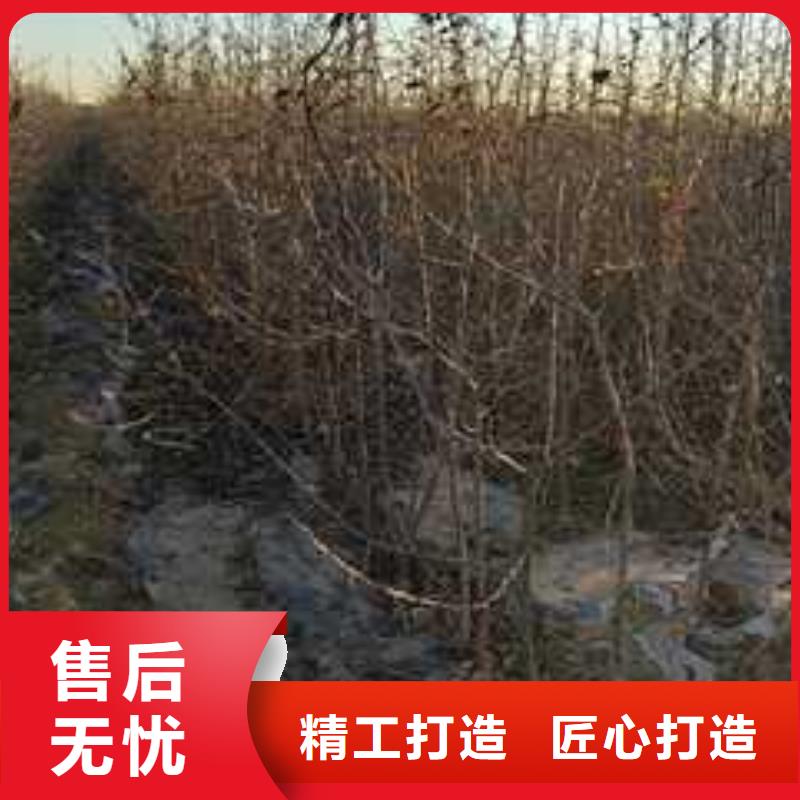 杜梨玉露香梨树苗售后服务完善