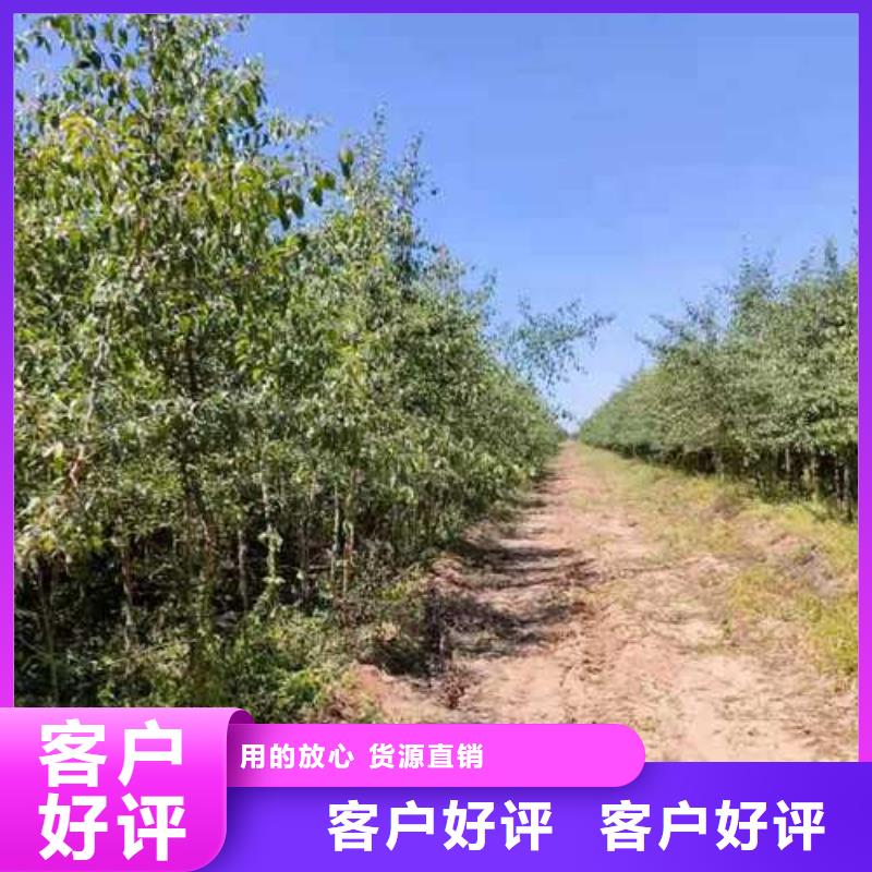 杜梨_梨树苗基地现货销售