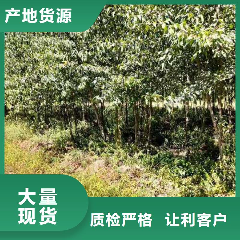 杜梨-皇冠梨树苗物美价优