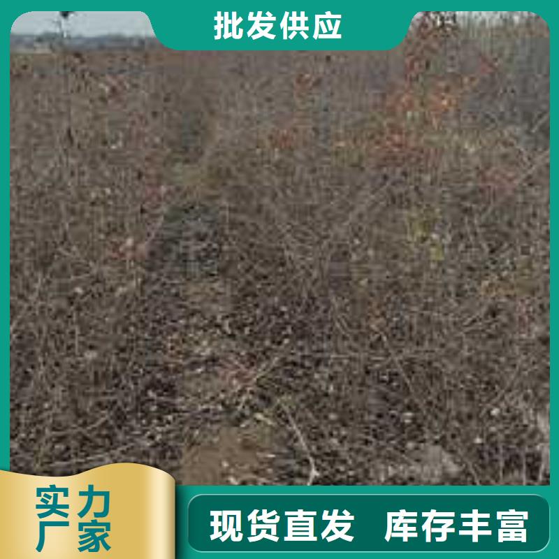 杜梨海棠苗货源直供