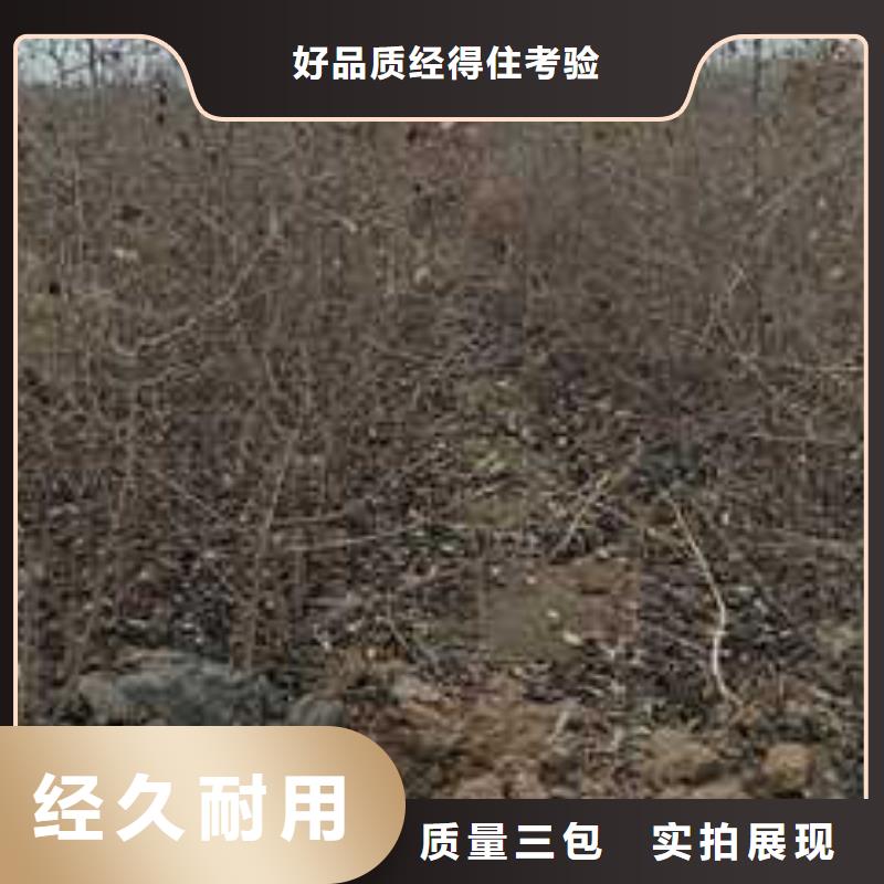 杜梨杜梨苗订购