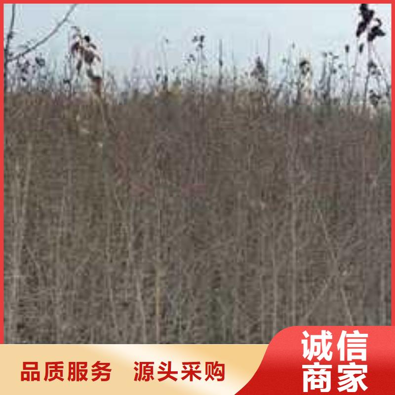 杜梨-杜梨苗精心打造
