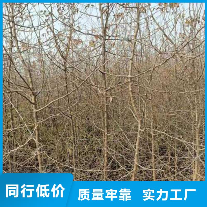 杜梨梨树苗基地严谨工艺