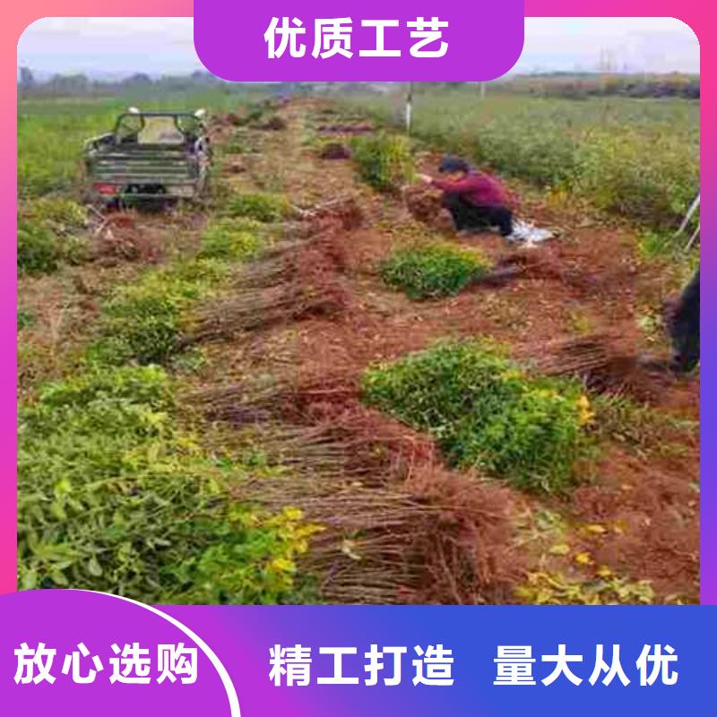 杜梨皇冠梨树苗诚信可靠