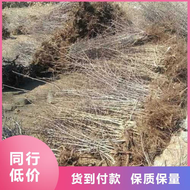 杜梨梨树苗基地严谨工艺