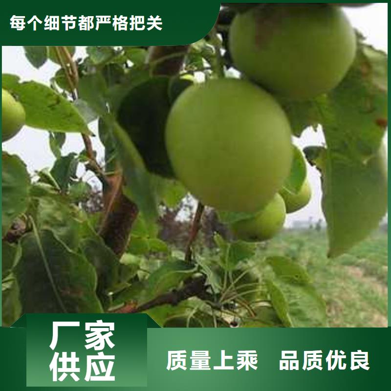 杜梨梨树苗基地精品优选
