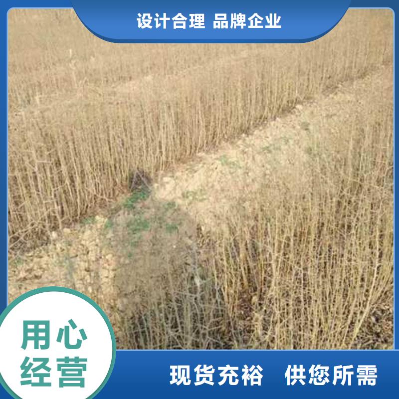 杜梨,红香酥梨树苗实时报价