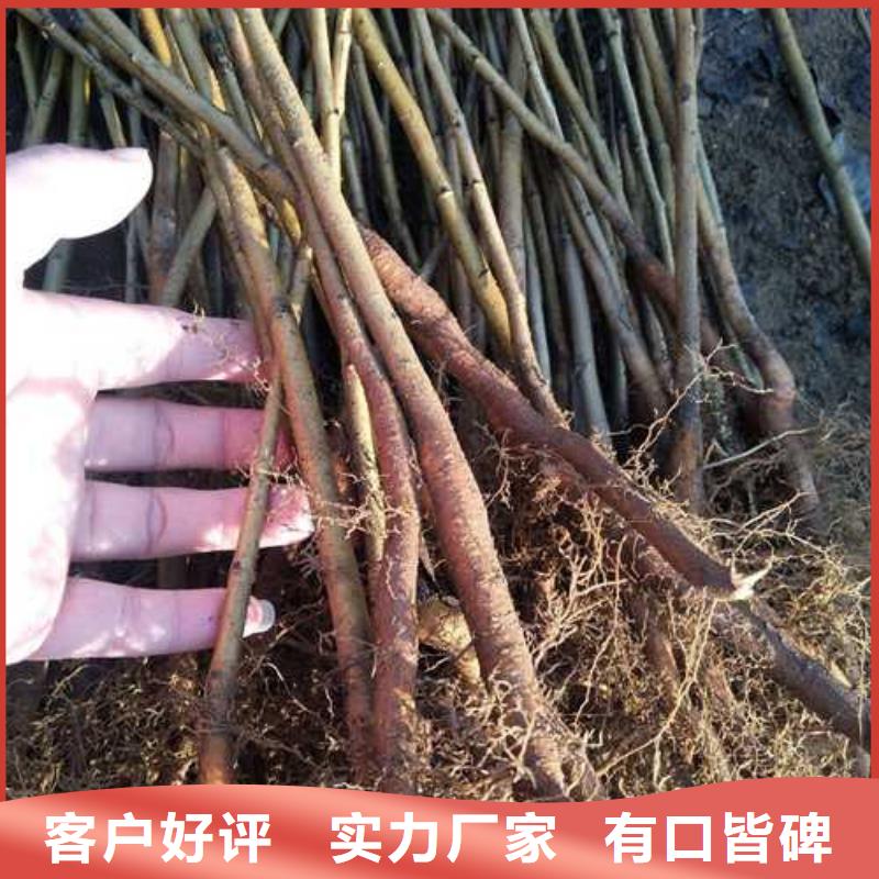 杜梨皇冠梨树苗诚信可靠