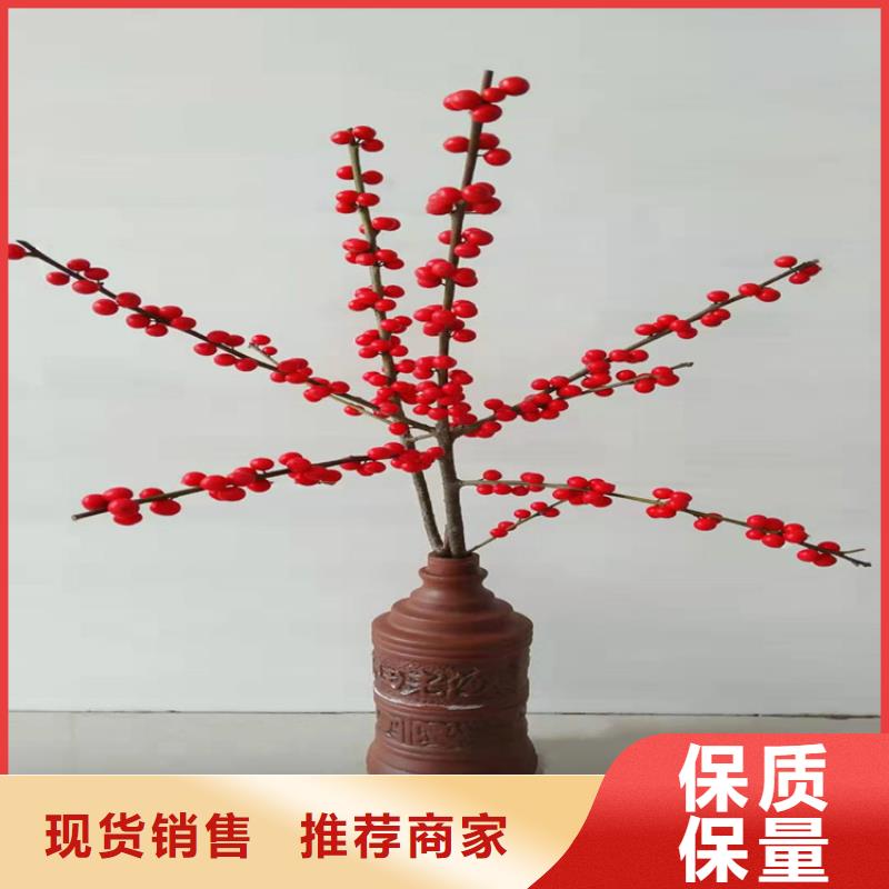 【 北美冬青,红颜草莓专注质量】-市场覆盖|淮上|怀远|滁州|芜湖|宿州|阜阳-云推易
