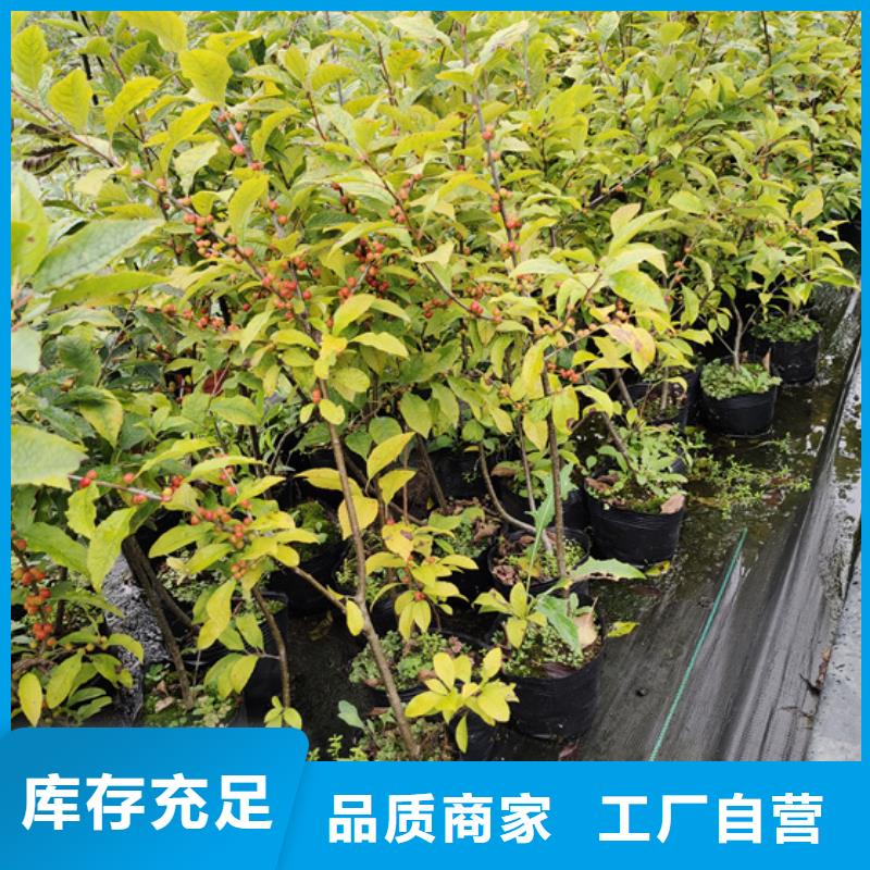 【 北美冬青,红颜草莓专注质量】-市场覆盖|淮上|怀远|滁州|芜湖|宿州|阜阳-云推易
