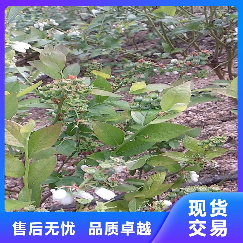 蓝莓苗 【苹果苗】为您精心挑选-轩园园艺场(牡丹江市分公司)