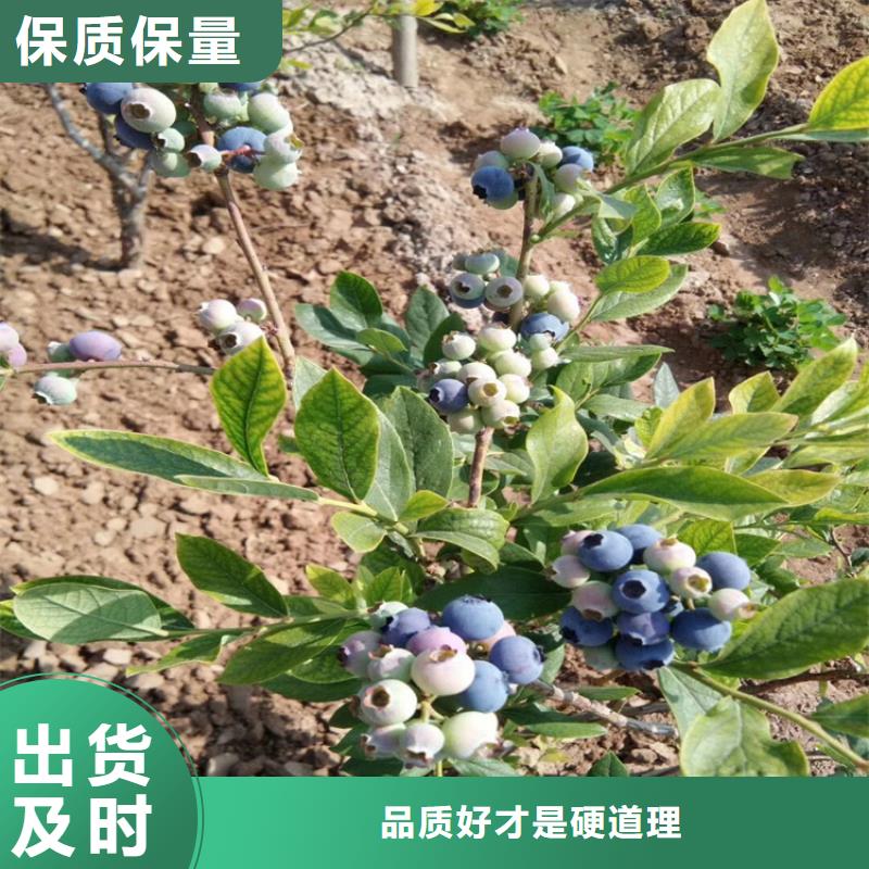 【蓝莓苗_李树苗懂您所需】