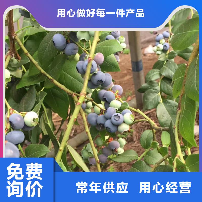 【蓝莓苗无花果苗质量不佳尽管来找我】