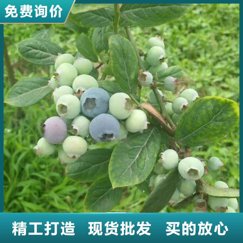 【蓝莓苗无花果苗质量不佳尽管来找我】