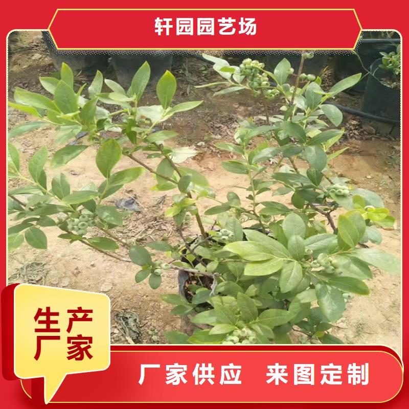 【蓝莓苗无花果苗质量不佳尽管来找我】