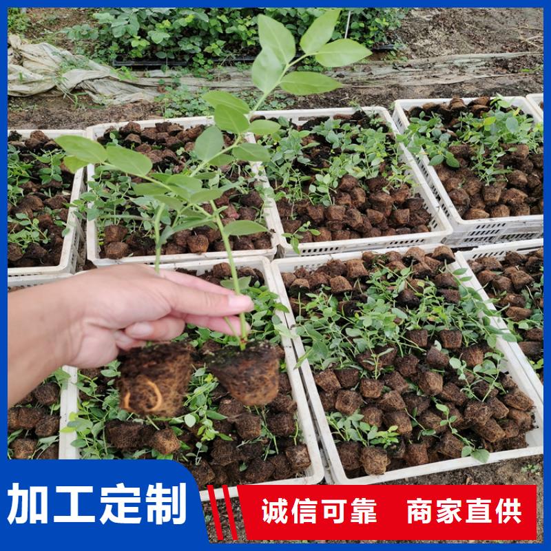 蓝莓苗苹果苗客户好评