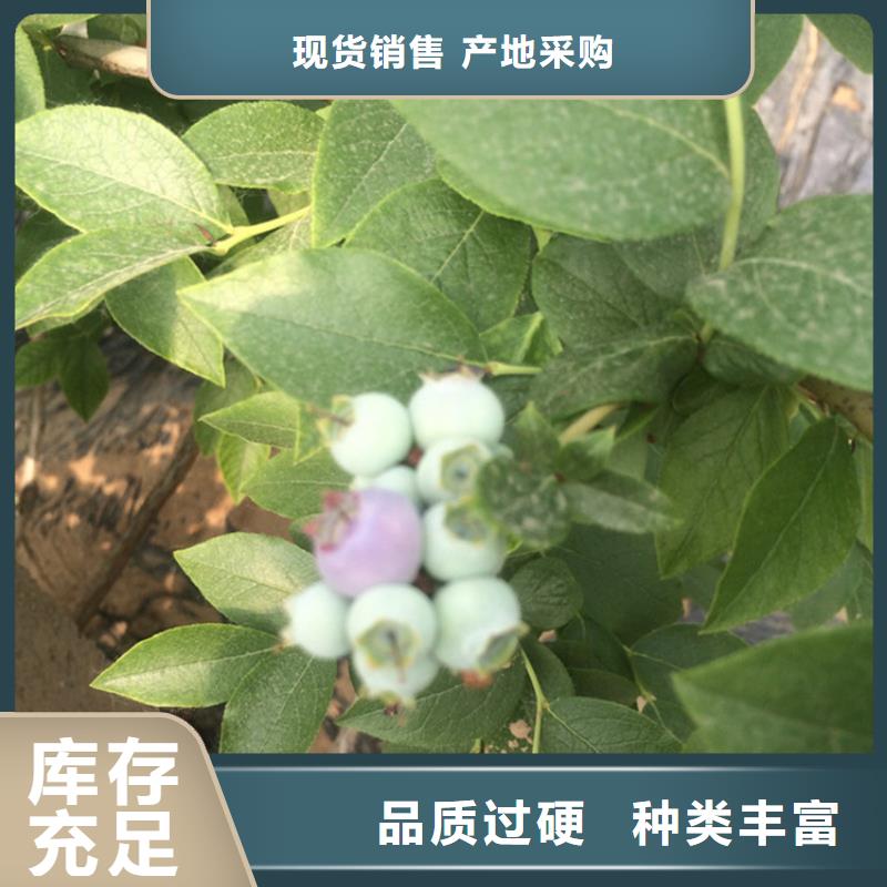 蓝莓苗樱桃苗厂家定制