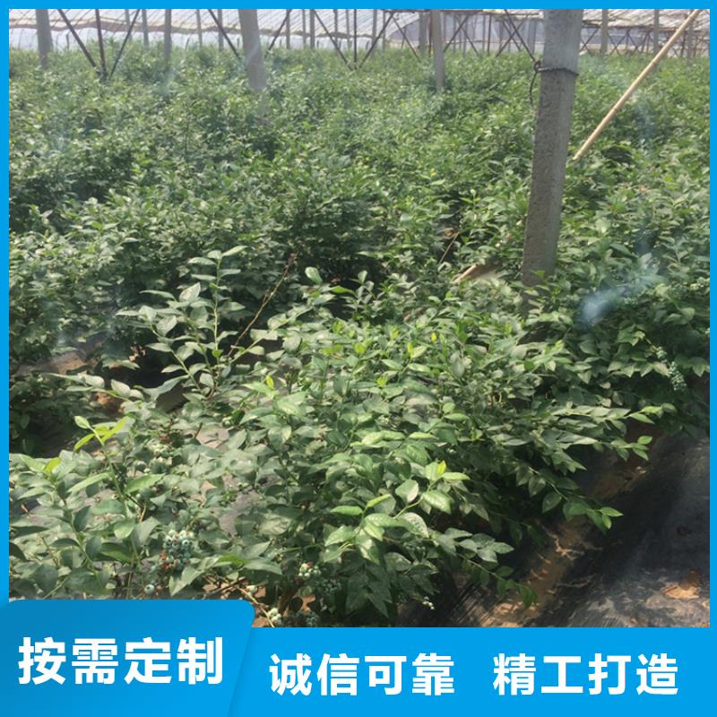 蓝莓苗 【苹果苗】为您精心挑选-轩园园艺场(牡丹江市分公司)