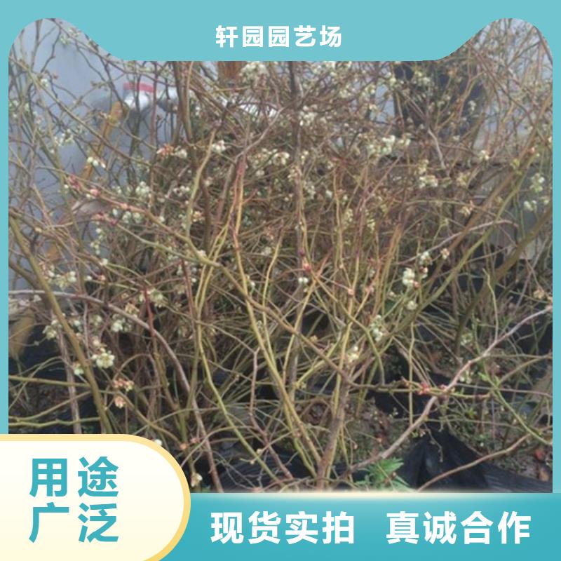 【蓝莓苗】-梨树苗品质优良-服务范围包括甘孜|广元|遂宁|广安|巴中等
