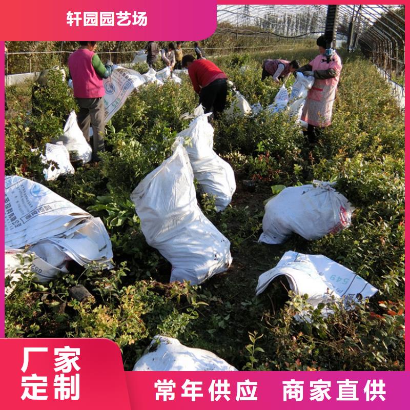 【蓝莓苗】-梨树苗品质优良-服务范围包括甘孜|广元|遂宁|广安|巴中等