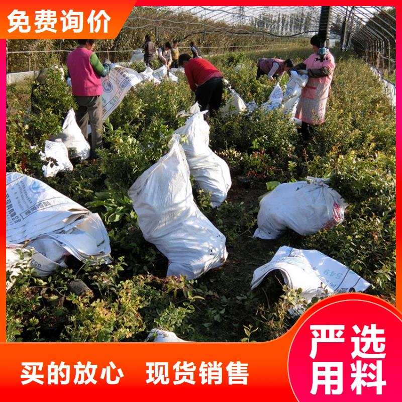 蓝莓苗【猕猴桃苗】源头工厂量大优惠