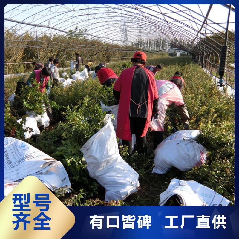 【蓝莓苗】-梨树苗品质优良-服务范围包括甘孜|广元|遂宁|广安|巴中等