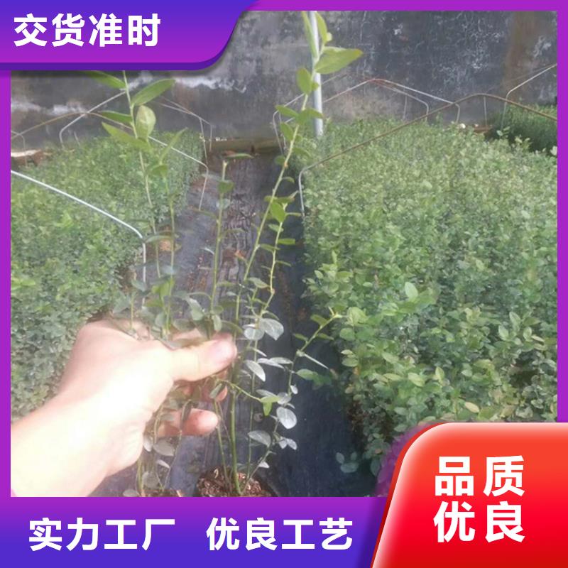 【蓝莓苗生产加工】