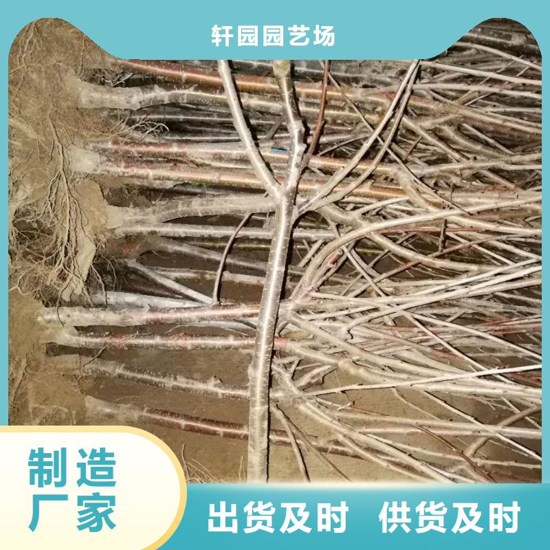 樱桃樱桃苗讲信誉保质量