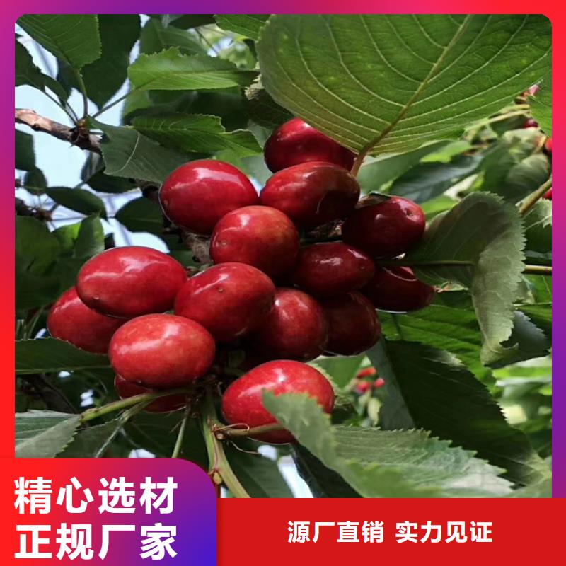 樱桃-【石榴树】真材实料诚信经营轩园樱桃苗