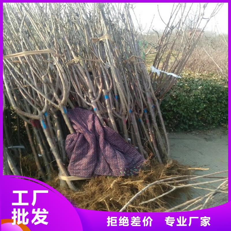 樱桃黄瓜苗诚信经营