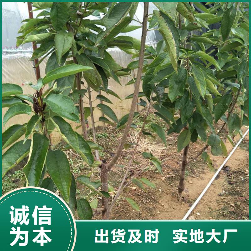 樱桃桃树苗多行业适用