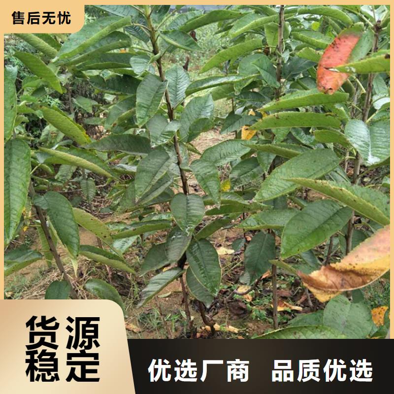 【樱桃】石榴树推荐厂家