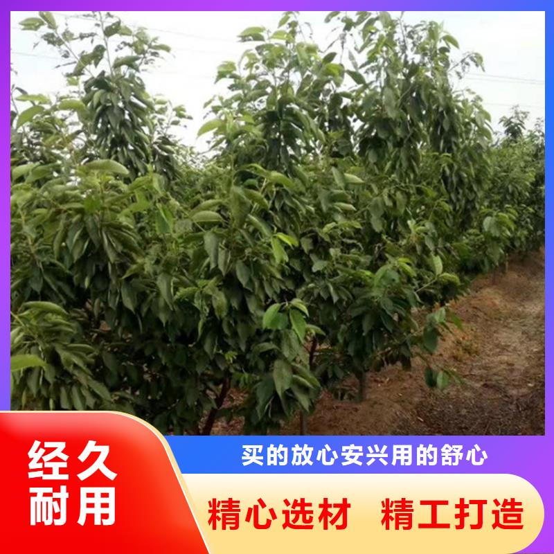 【樱桃】石榴树推荐厂家