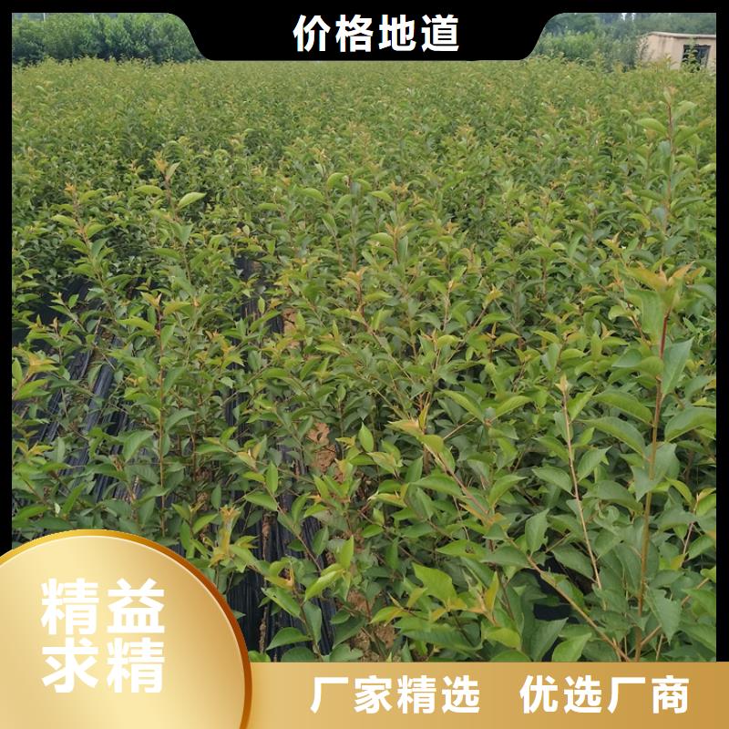 樱桃-【石榴树】真材实料诚信经营轩园樱桃苗