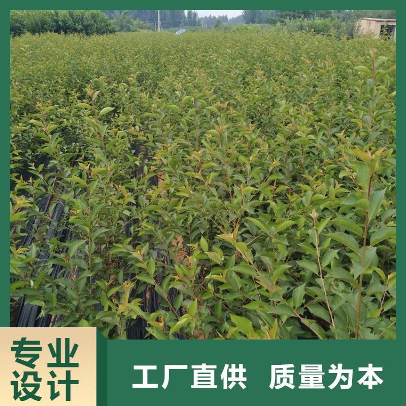 樱桃黄瓜苗诚信经营