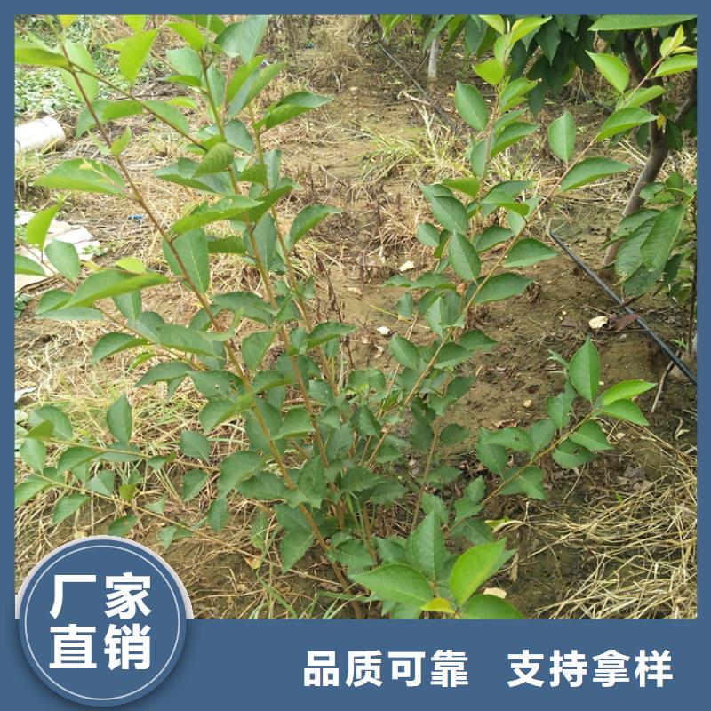 樱桃樱桃苗应用范围广泛